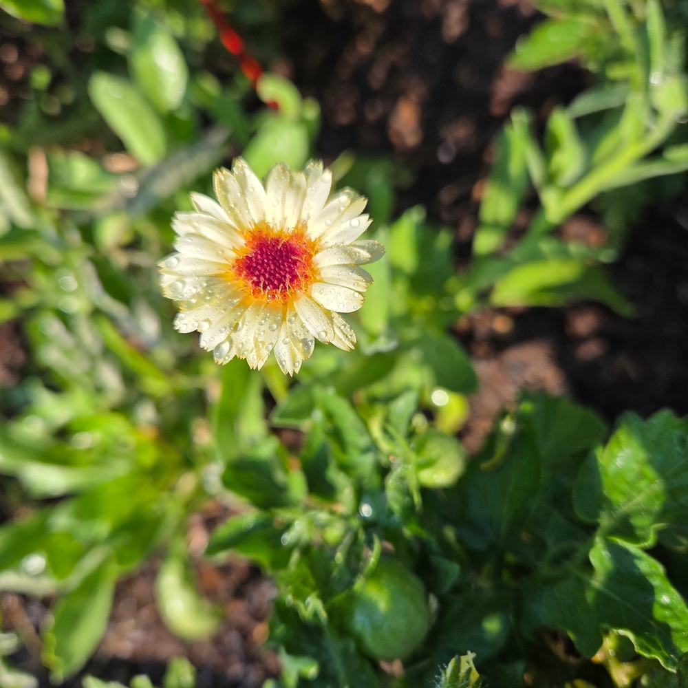 Calendula Seeds with Orange and Yellow Blooms